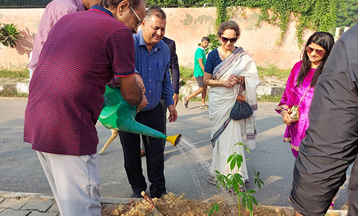 tree-plantation